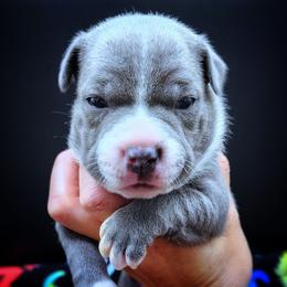 Derby - Blue and white female Staffordshire Bull Terrier puppy in Dallas, Texas from Wild Blue Staffords