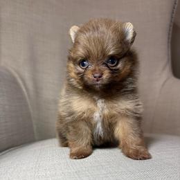 Kaya - Chocolate and tan female Pomeranian puppy in Phoenix, Arizona from Luxpomz