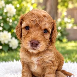 Chip - Golden male Cockapoo puppy in Peoria, Arizona from Cactus Doods