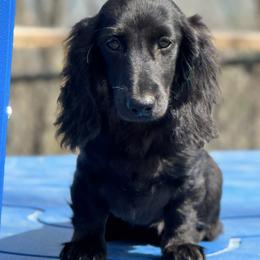 Shirley 4500 - Black and tan female Dachshund puppy in Steele, Alabama from Taylored Dachshunds