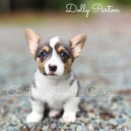 Dolly Parton - American Corgi puppy in Cameron, North Carolina from Butts Family Corgis