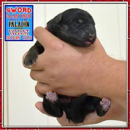 Sword a Gallant Knight - Black and tan male German Shepherd puppy in Murrieta, California from Diamond Oaks German Shepherds