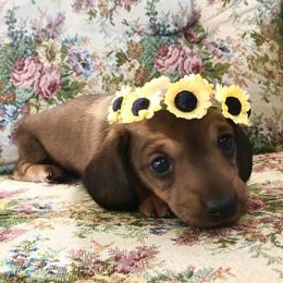Dachshund Puppies from Hidden Haven Dachshunds