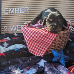 Ember (Glory) - Black and tan female Dachshund puppy in Indianapolis, Indiana from Englehaus Dachshunds