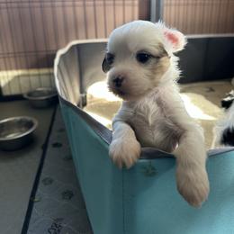 Chinese Crested puppies from Ambush Kennel