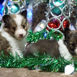 Rottweiler and Toy Shetland Sheepdog Puppies from Mountain High Kennels