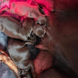 Female - Red and rust female Doberman Pinscher puppy in Anderson, Indiana from Legendary Kennels