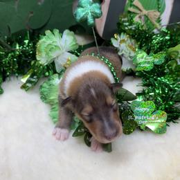 Ruby - Sable and white female Collie puppy in Carencro, Louisiana from Cajun Bayou's Collies LLC