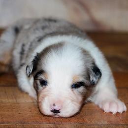 Pecan - Blue merle female Australian Shepherd puppy in Belton, Texas from Brilliant Beautiful Australian Shepherds