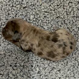 Jasper - Merle male Bernedoodle puppy in Holden, Missouri from Mid-West Bernedoodles