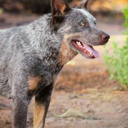 Rhinestone Cowboy - Blue male Australian Cattle Dog puppy in Marana, Arizona from Cactus Heelers Arizona