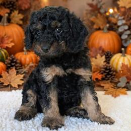 Touchdown - Black and tan male Cockapoo puppy in Sparta, Missouri from Sis' Doodles & Poodles