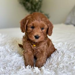 Spark - Red  male Goldendoodle puppy in Southeast Arcadia, Florida from Desoto Doodles