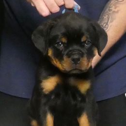 Boy 3 - Black and mahogany male Rottweiler puppy in Indianapolis, Indiana from Rottgang Rottweilers