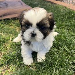 Boy 1 - Black gold and white male Shih Tzu puppy in Mesa, Arizona from Wendy's Shih Tzus