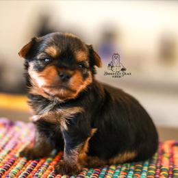 Yorkshire Terrier Puppies from Essence of Grace Yorkies