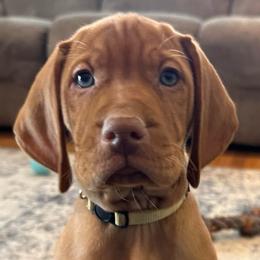 Champ - Golden rust male Vizsla puppy in Dundee, Iowa from CBJ Vizslas