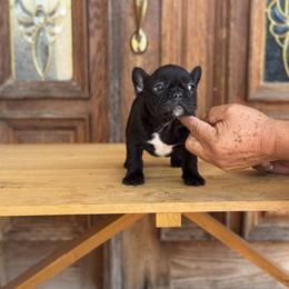 Coco - Brindle and white female French Bulldog puppy in Los ángeles, California from Jose Navarro