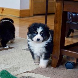 Miniature Australian Shepherd Puppies from Taylor Made Aussies