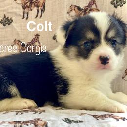 Colt - Black and tan male Pembroke Welsh Corgi puppy in Woodland, Washington from MB Acres Corgis