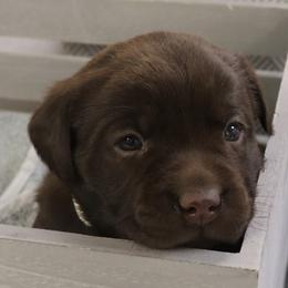 Muff - Chocolate female Labrador Retriever puppy in Camden, Indiana from Camden's Caring Canines