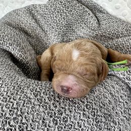 Cavapoo and Havapoo Puppies from Meadowlark Doodles