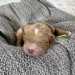 Cavapoo and Havapoo Puppies from Meadowlark Doodles