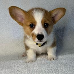 Tilly - Red female Pembroke Welsh Corgi puppy in Ocala, Florida from Osborne Corgis