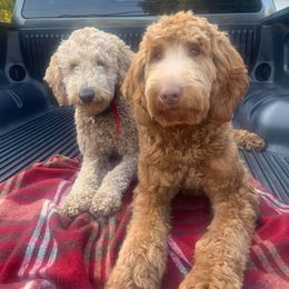 Goldendoodles from Nadia Ward's Doodles