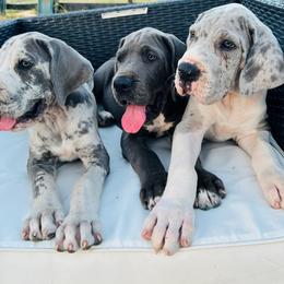 Great Dane Puppies from soboc Legacy of colors llc