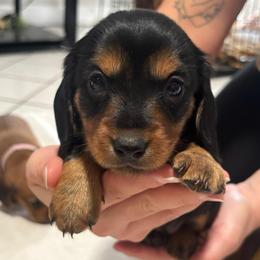 Girl 2 - Black and tan female Dachshund puppy in Miami, Florida from Marble Dachshunds