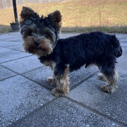Ace - Yorkshire Terrier