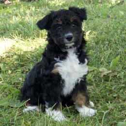 Pipi - Black phantom female Aussiedoodle puppy in Columbiaville, Michigan from Blue Eyes Aussies