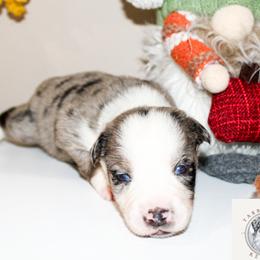 Cocoa - Blue merle male Miniature Australian Shepherd puppy in Oakland, Maryland from Yarborough Kennels