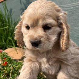 Boy 2 - Buff male Cocker Spaniel puppy in Trinidad, Colorado from Sweet Cockers
