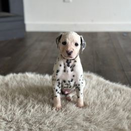 Lucky - White and black male Dalmatian puppy in Mount Vernon, Washington from Pawsitively Spotted