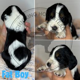 Fat Boy - Black white and tan male English Springer Spaniel puppy in Fond Du Lac, Wisconsin from Clucking Homestead Springers & Dachshunds