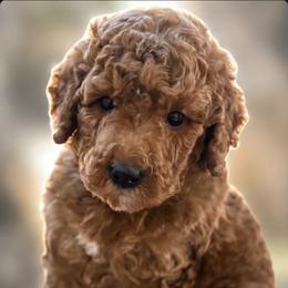 Cove - Red  male Goldendoodle puppy in Escalon, California from Miley&Co.