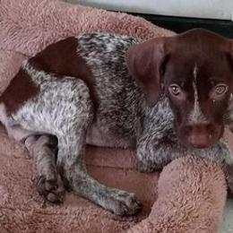 German Shorthaired Pointers from The Swampy GSP