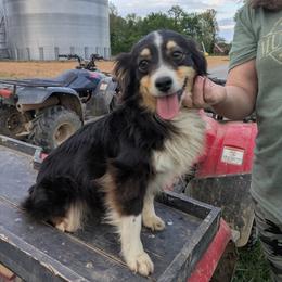 Oakley - Black tri-color female Australian Shepherd puppy in Almo, Kentucky from Riley's Paw Pals