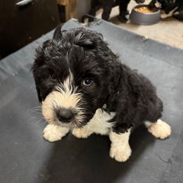 Samuel yellow collar - Black and white male Sheepadoodle puppy in Eleva, Wisconsin from Molly’s Doodles