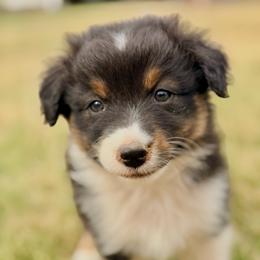Wrangler - Black tri-color male Australian Shepherd puppy in Vernal, Utah from Dancing M Australian Shepherds