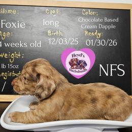 Cookie - Dapple female Dachshund puppy in Hoquiam, Washington from Heyd's Mini Dachshunds