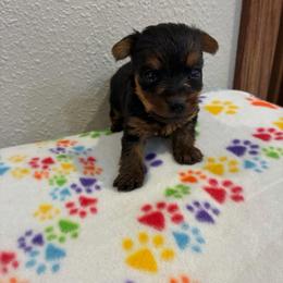 Rio - Tri-color male Yorkipoo puppy in Brookings, South Dakota from Hofer Pups