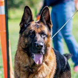 Marko - German Shepherd