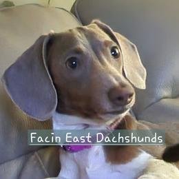 Hazel - Dachshund