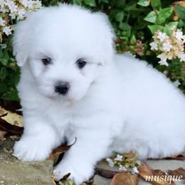 Lil' Greenie - White male Coton de Tulear puppy in Knoxville, Tennessee from Musique Cotons