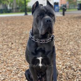 Cane Corso Puppies from Far From Average Kennels