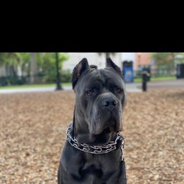 Cane Corso Puppies from Far From Average Kennels