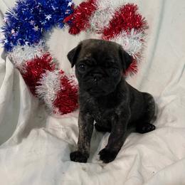 Kyle - Brindle male Pug puppy in South Carolina from Nellies Pugs